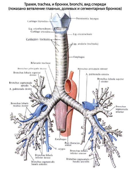 трахея и бронхи