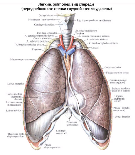 легкие человека