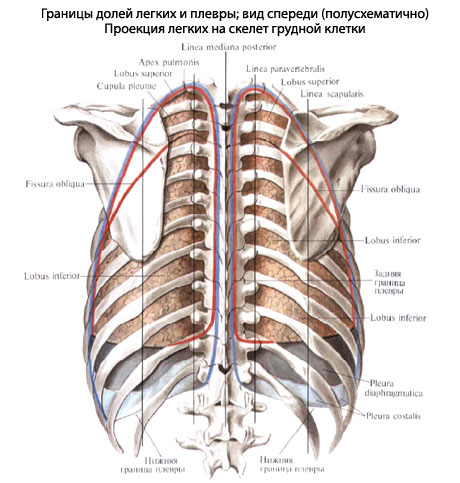 Границы долей легких и плевры