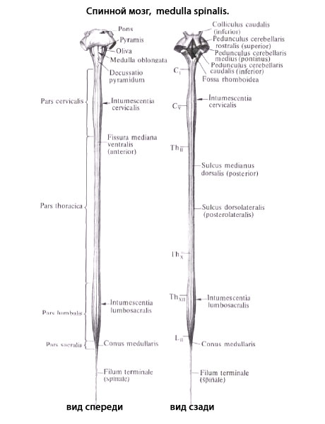 Спинной мозг