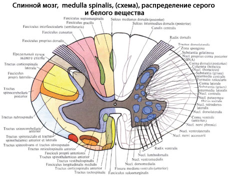 Спинной мозг