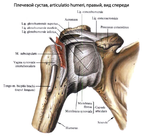 Вывихи плеча