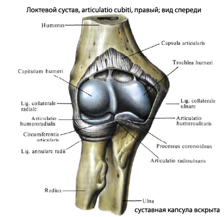 Структура локтя