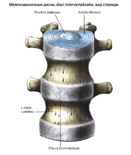 Межпозвоночные диски