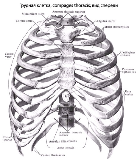 анатомия ребер