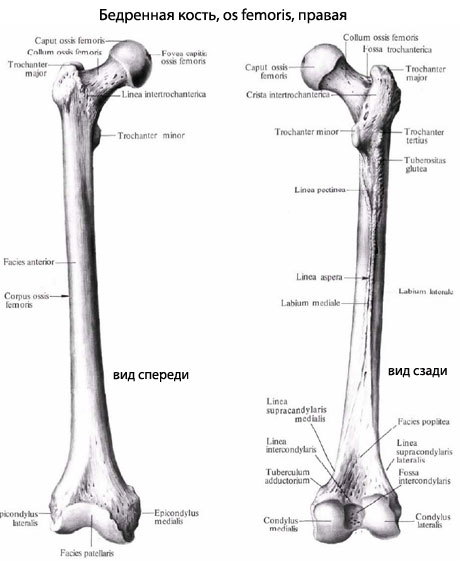 Структура бедра