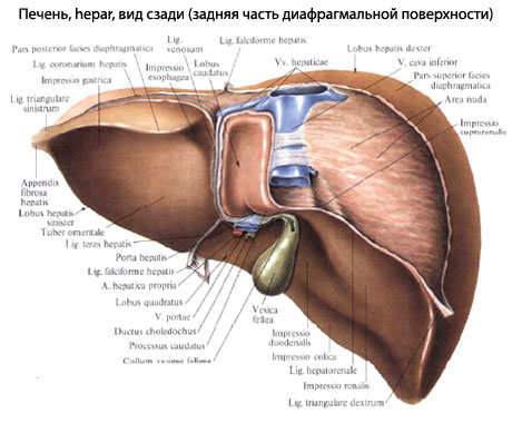 Печень