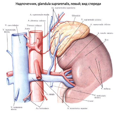 Надпочечники