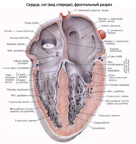 схема сердца