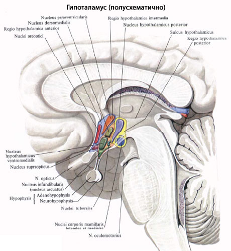 Схема гипоталамуса