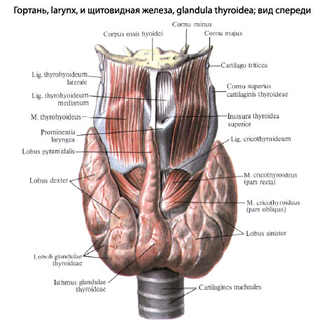 Щитовидная железа