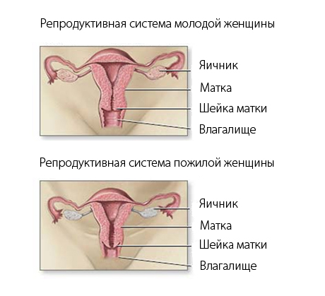 климакс, менопауза