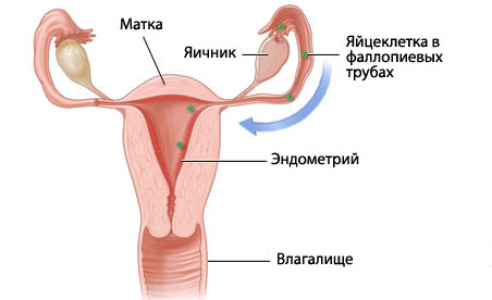 половая система