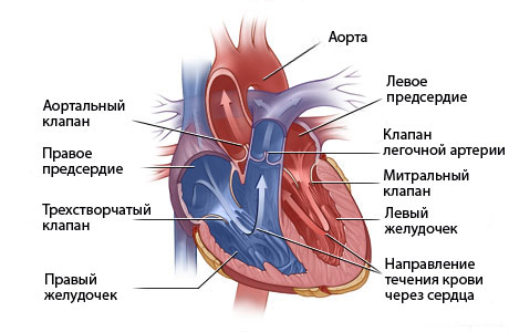 Структура сердца