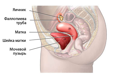структура органов