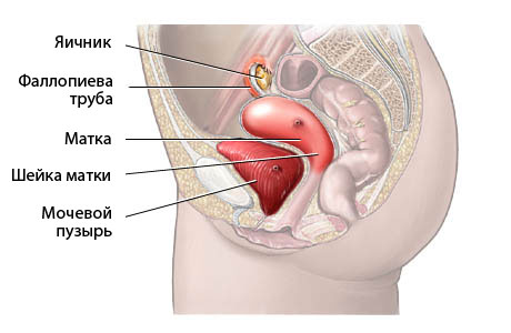 Женская система