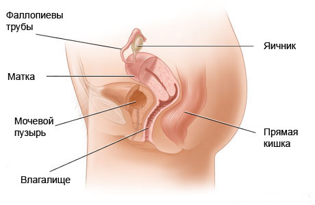 Половые органы у женщин