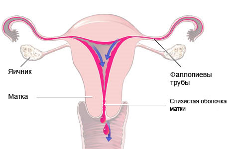 Половая система