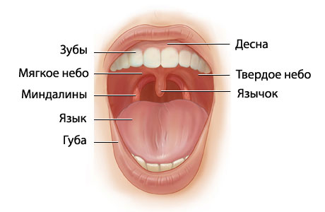 миндалины