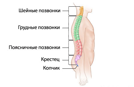 Структура и форма здорового позвоночника