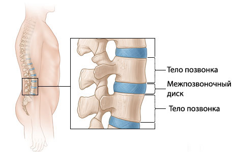 Позвоночник