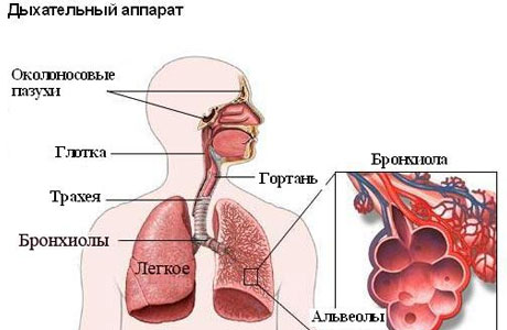 дыхательный аппарат человека
